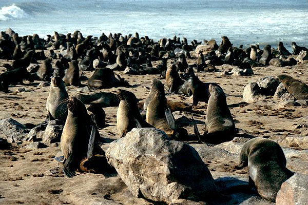 Mír s tuleni - Filmfotos