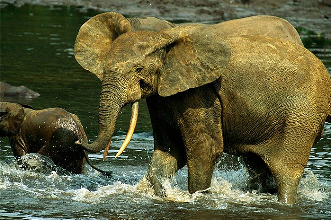 National Geographic Special: Gabon - Triumph of the Wild - De filmes
