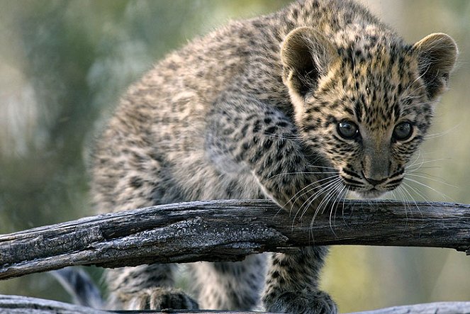 Eye of the Leopard - Kuvat elokuvasta