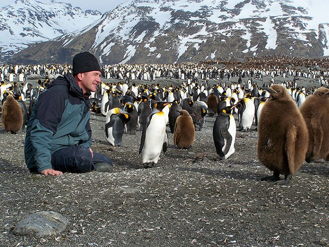 Penguin Safari with Nigel Marven - Photos - Nigel Marven