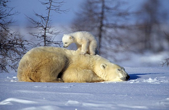 The Natural World - Polar Bears and Grizzlies: Bears on Top of the World - Z filmu