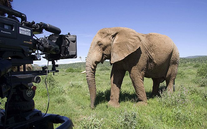 Elefanttien salaisuudet - Kuvat elokuvasta