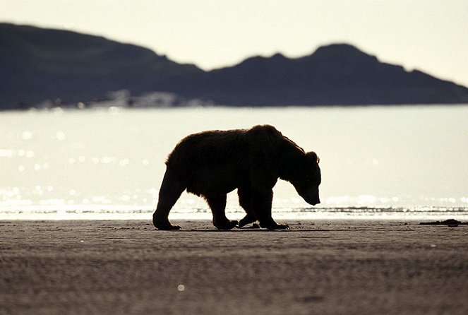 National Geographic Special: Search for the Ultimate Bear - Filmfotos