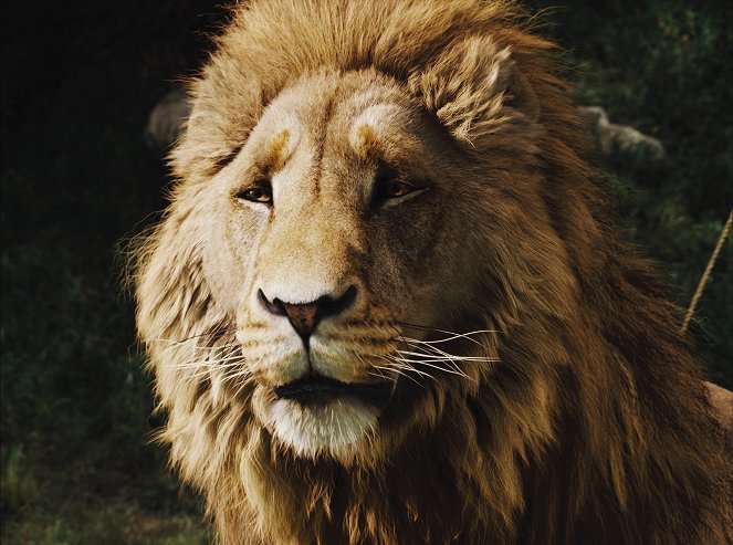 As Crónicas de Nárnia: O Leão, a Feiticeira e o Guarda-Roupa - Do filme