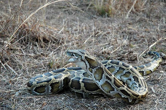 National Geographic Special: Python Invasion in the Everglades - De la película
