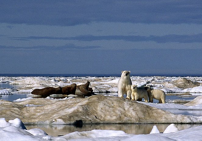 Königreich Arktis - Filmfotos