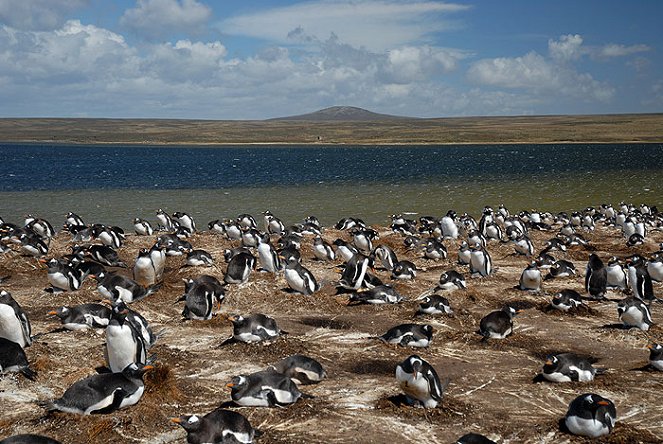 Na Falklandy s Nigelem Marvenem - Z filmu
