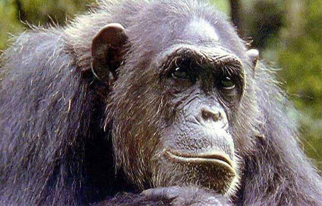 Temná duše šimpanzů - Z filmu