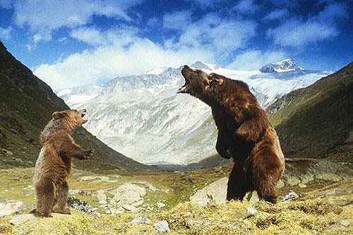 O Urso - Do filme - o urso Youk, o urso Bart