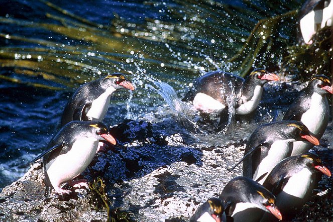 Penguin Baywatch - Photos