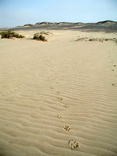 A természeti világ - Desert Lions - Filmfotók