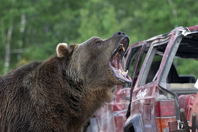 A dühöngő grizzli - Filmfotók