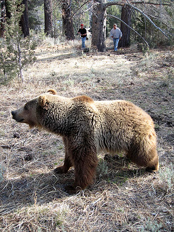 National Geographic Special: Search for the Ultimate Bear - Photos