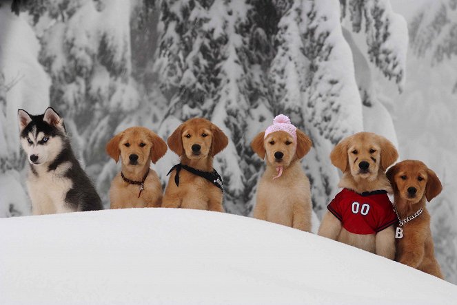 Snow Buddies - Abenteuer in Alaska - Filmfotos