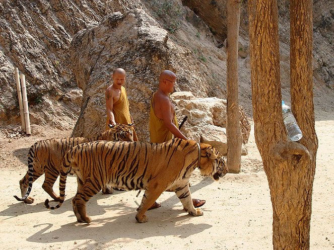 Abenteuer Wildnis: Der Tiger und der Mönch - Filmfotos