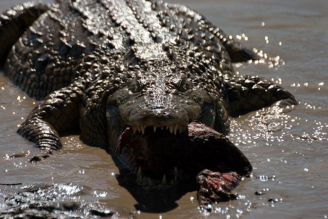 World's Deadliest Animals - De la película