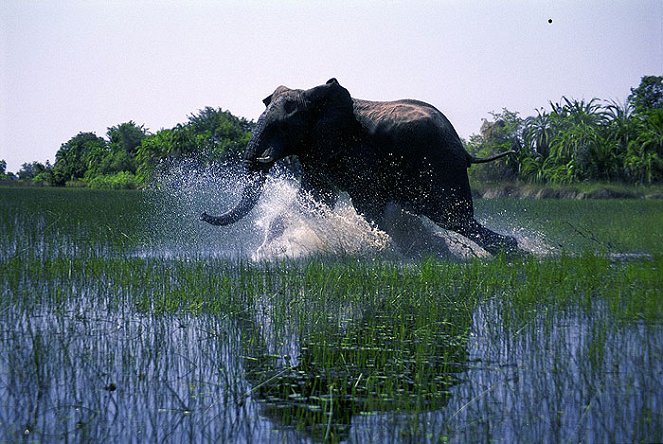 African Adventure 3D - Safari im Okavango - Filmfotos