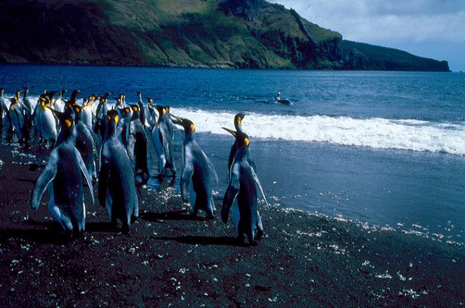 Pláž plná tučňáků - Z filmu
