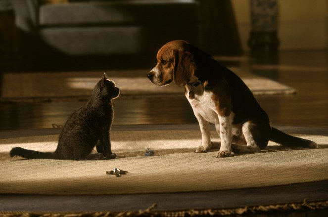 Mačky a psy - Z filmu