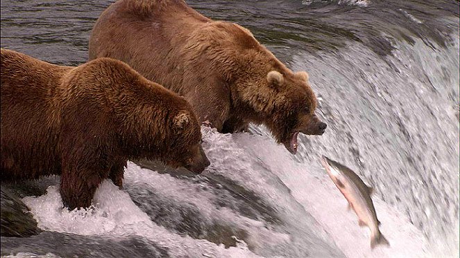 Ahol a grizzlyk élnek - Filmfotók