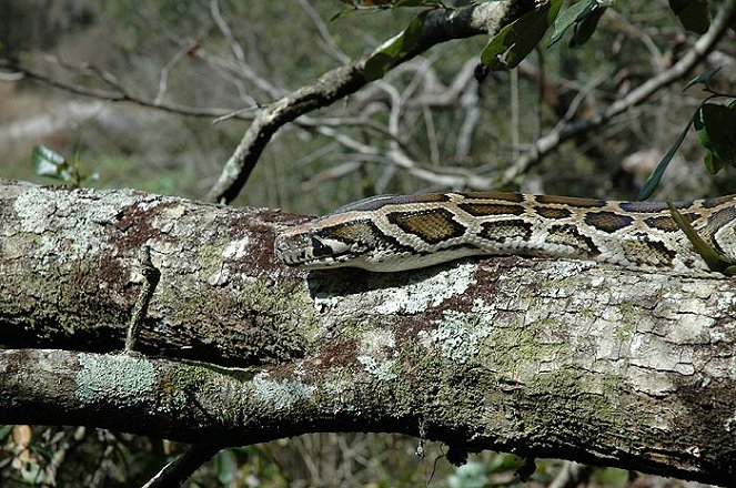 National Geographic Special: Python Invasion in the Everglades - Photos