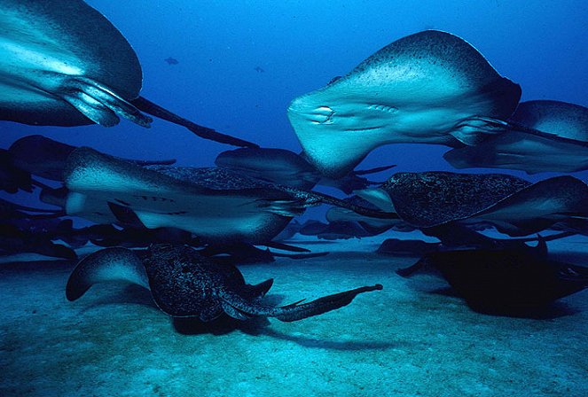 Secrets of the Ocean Realm - Photos