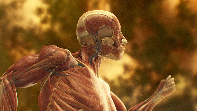 Ľudské telo: Dokonalý stroj - Z filmu