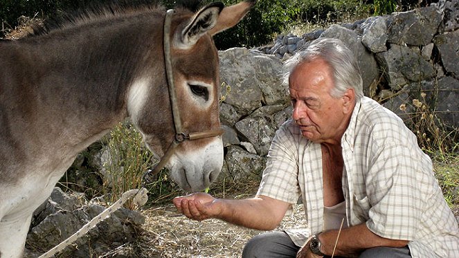 Donkey - Photos