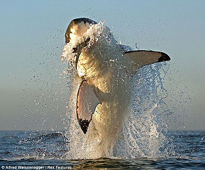Air Jaws: Sharks of South Africa - De filmes