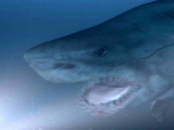 Shark Hunter - Film