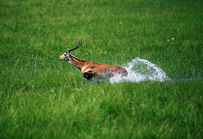 Africké dobrodružství 3D: Safari na Okavangu - Z filmu