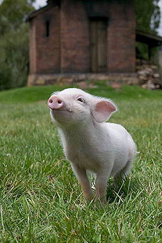 Schweinchen Wilbur und seine Freunde - Filmfotos