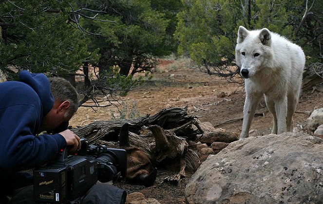 Svět přírody - Lobo - vlk, který změnil Ameriku - Z natáčení