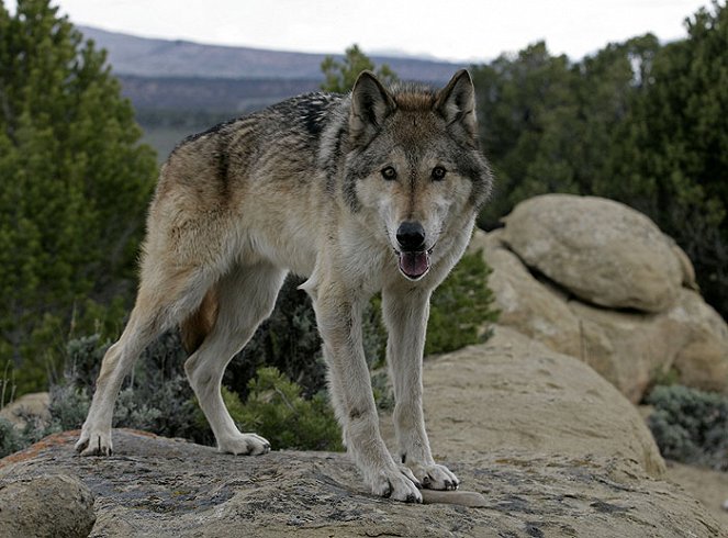 Svět přírody - Lobo - vlk, který změnil Ameriku - Z filmu
