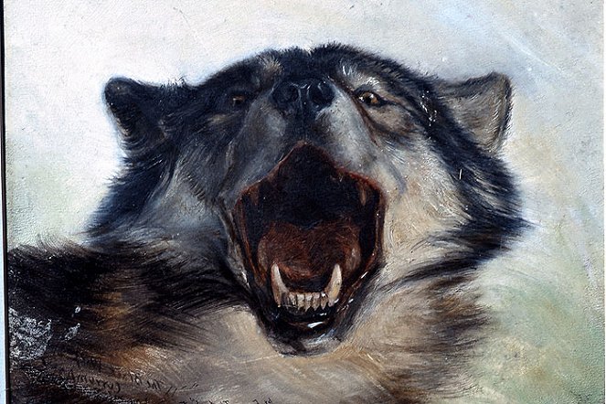 The Natural World - Lobo: The Wolf That Changed America - Van film