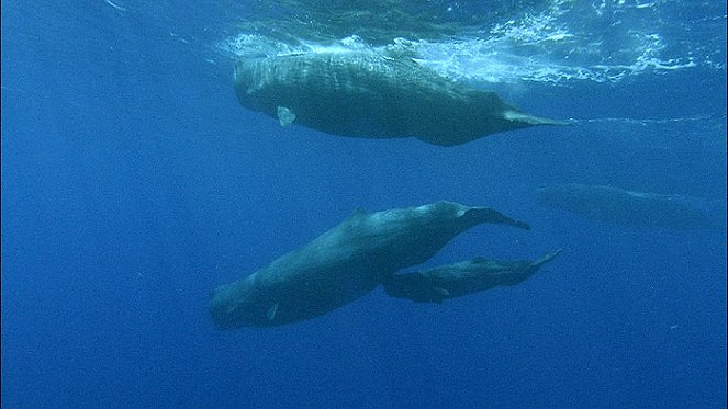 Sperm Whales - Van film