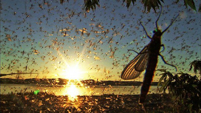 Swarm: Nature's Incredible Invasions - Van film