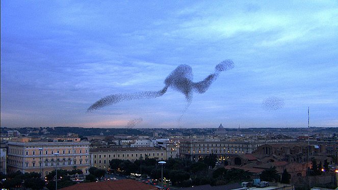 Swarm: Nature's Incredible Invasions - Film