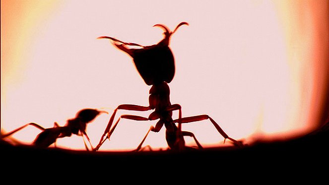 Swarm: Nature's Incredible Invasions - Do filme