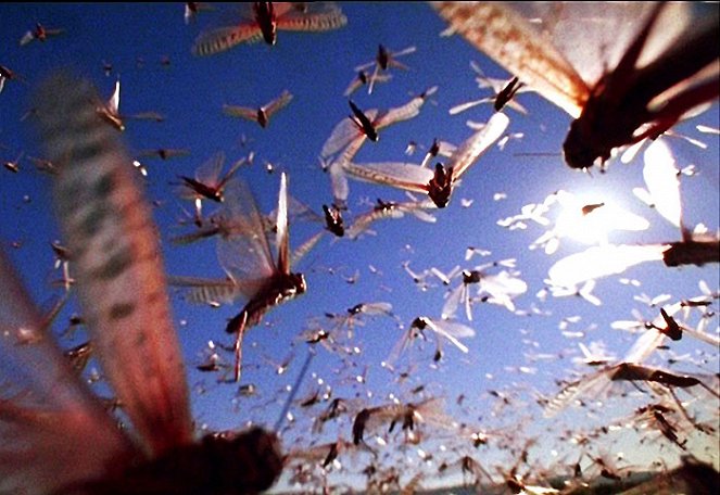 Swarm: Nature's Incredible Invasions - Kuvat elokuvasta