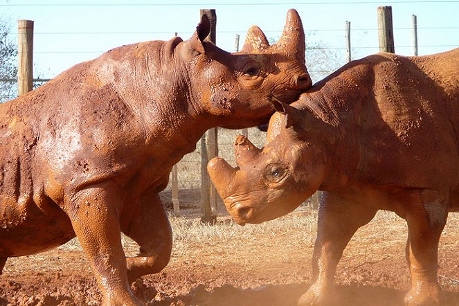 Návrat nosorožců do Mkomazi - Filmfotos