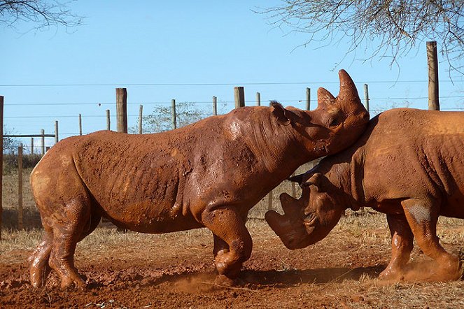 Návrat nosorožců do Mkomazi - Film
