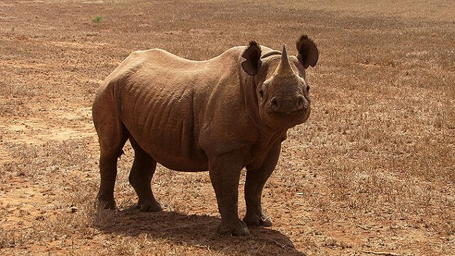 Návrat nosorožců do Mkomazi - Van film