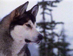 The Call of the Wild: Dog of the Yukon - Van film