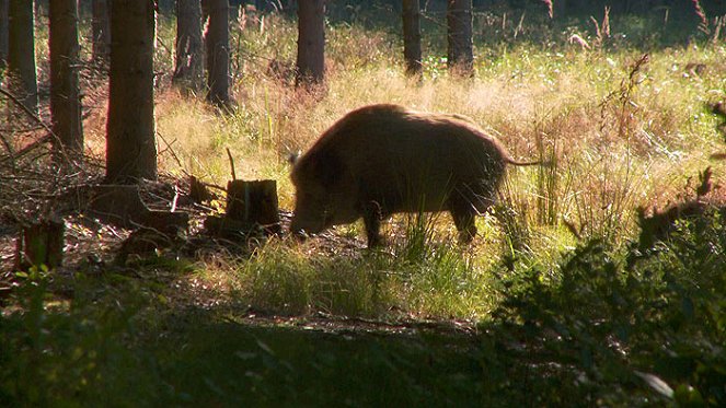 Pohádky pro štěňátka - Do filme