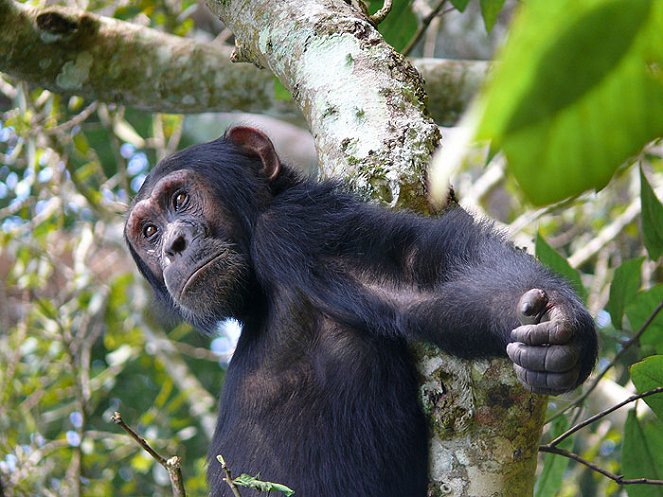 Soukromý život primátů - Z filmu