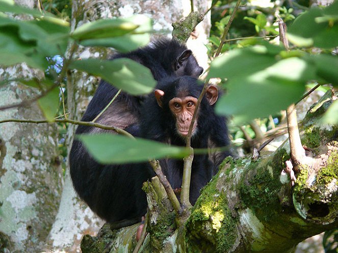 Soukromý život primátů - Z filmu