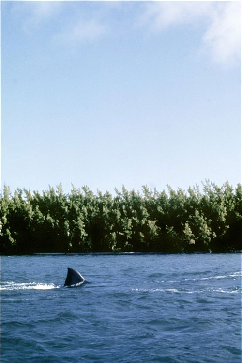 Cápa 4. – A cápa bosszúja - Filmfotók
