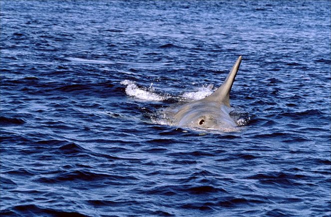 Der weiße Hai 4 - Die Abrechnung - Filmfotos