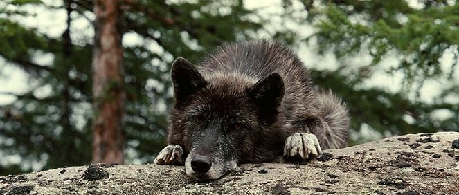 Wolf - Photos